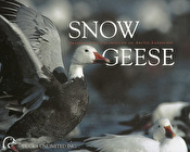 Snow Geese: Grandeur & Calamity on an Arctic Landscape