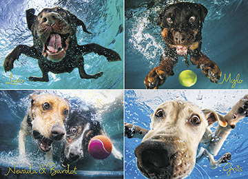 Underwater Dog: Splash Puzzle