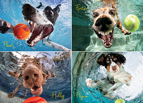 Underwater Dogs: Play Ball! Puzzle