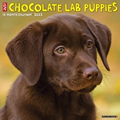 Just Chocolate Lab Puppies 2022 Wall Calendar