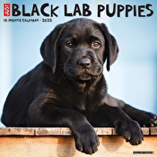Just Black Lab Puppies 2022 Wall Calendar