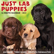 Just Lab Puppies 2022 Wall Calendars