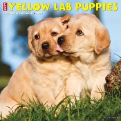 Just Yellow Lab Puppies 2022 Wall Calendar
