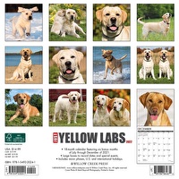 Just Yellow Labs 2022 Wall Calendars