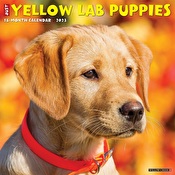 Just Yellow Lab Puppies 2023 Wall Calendar