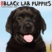 Just Black Lab Puppies 2023 Wall Calendar