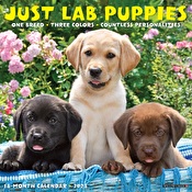Just Lab Puppies 2023 Wall Calendar