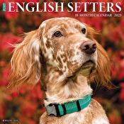 Just English Setters 2023 Wall Calender