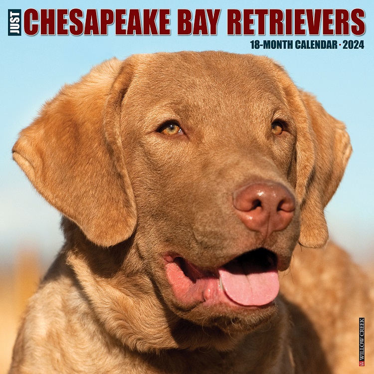 Just Chesapeake Bay Retrievers - 2024 Wall Calendar