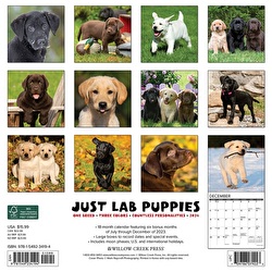 Just Lab Puppies - 2024 Wall Calendar