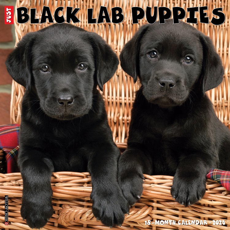 Just Black Lab Puppies- 2024 Wall Calendar