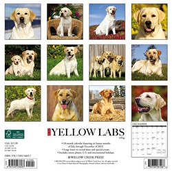 Just Yellow Labs - 2024 Wall Calendar