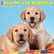 Just Yellow Lab Puppies - 2024 Wall Calendar