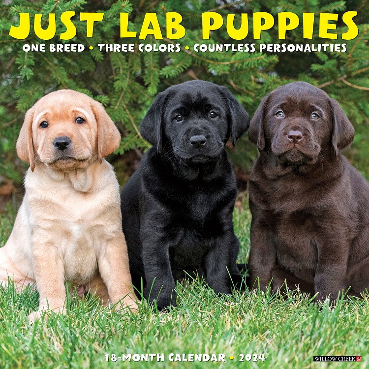 Just Lab Puppies - 2024 Wall Calendar