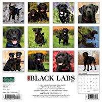 Just Black Labs - 2024 Wall Calendar