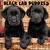 Just Black Lab Puppies - 2024 Wall Calendar