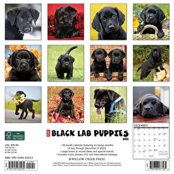 Just Black Lab Puppies - 2024 Wall Calendar