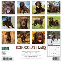 Just Chocolate Labs - 2024 Wall Calendars