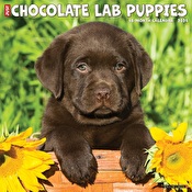 Just Chocolate Lab Puppies - 2024 Wall Calendar