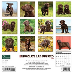 Just Chocolate Lab Puppies - 2024 Wall Calendar