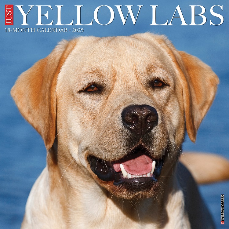 Just Yellow Labs - 2025 Wall Calendar