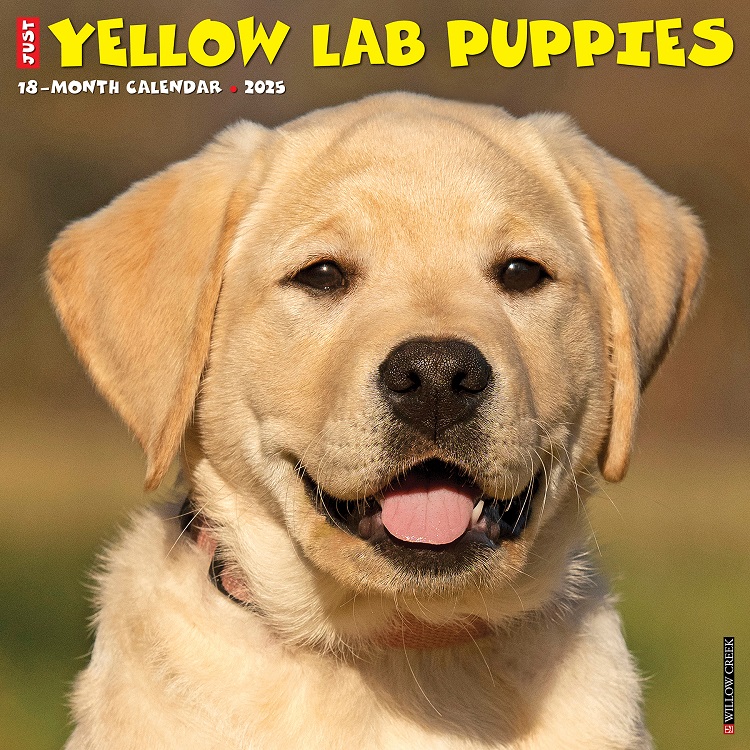 Just Yellow Lab Puppies - 2025 Wall Calendar