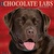 Just Chocolate Labs - 2025 Wall Calendar