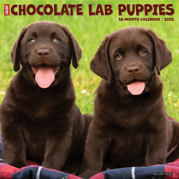 Just Chocolate Lab Puppies - 2025 Wall Calendar