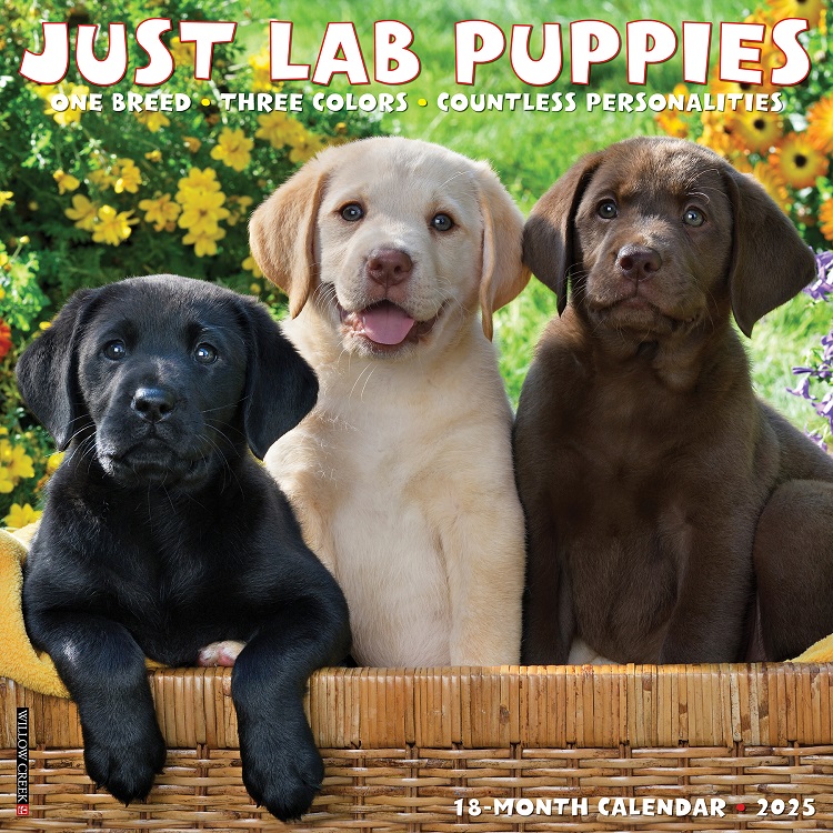 Just Lab Puppies - 2025 Wall Calendar