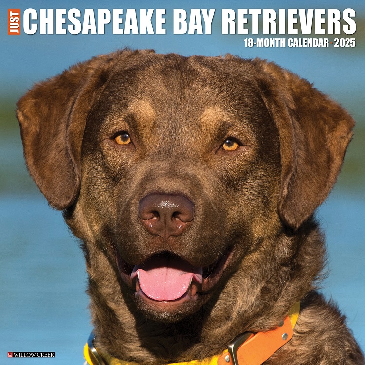 Just Chesapeake Bay Retrievers - 2025 Wall Calendar