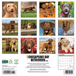 Just Chesapeake Bay Retrievers - 2025 Wall Calendar