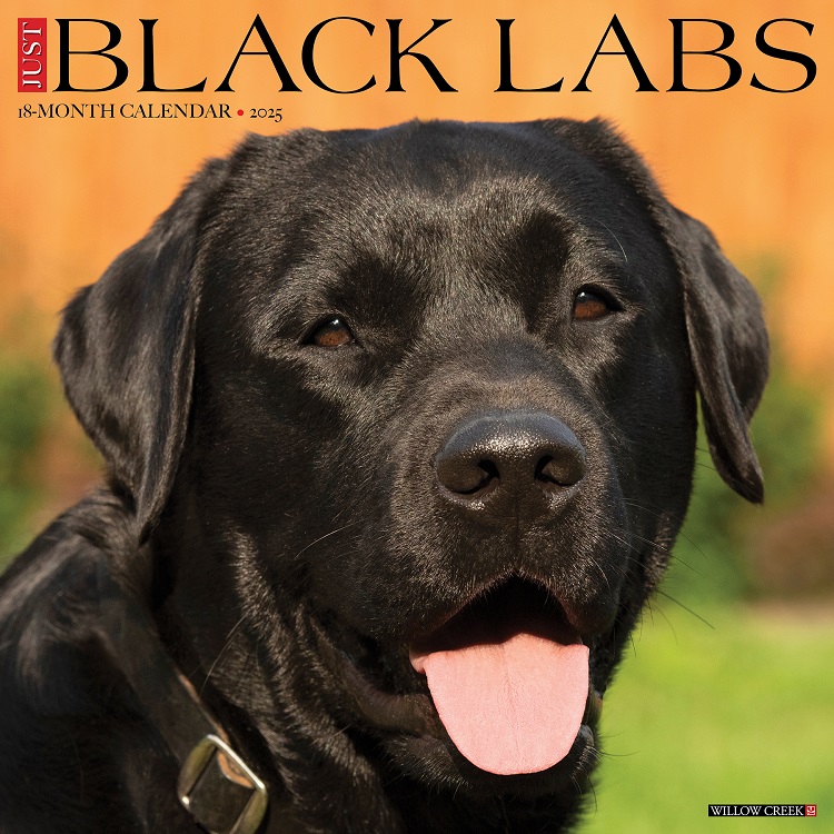 Just Black Labs- 2025 Wall Calendar