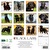 Just Black Labs- 2025 Wall Calendar