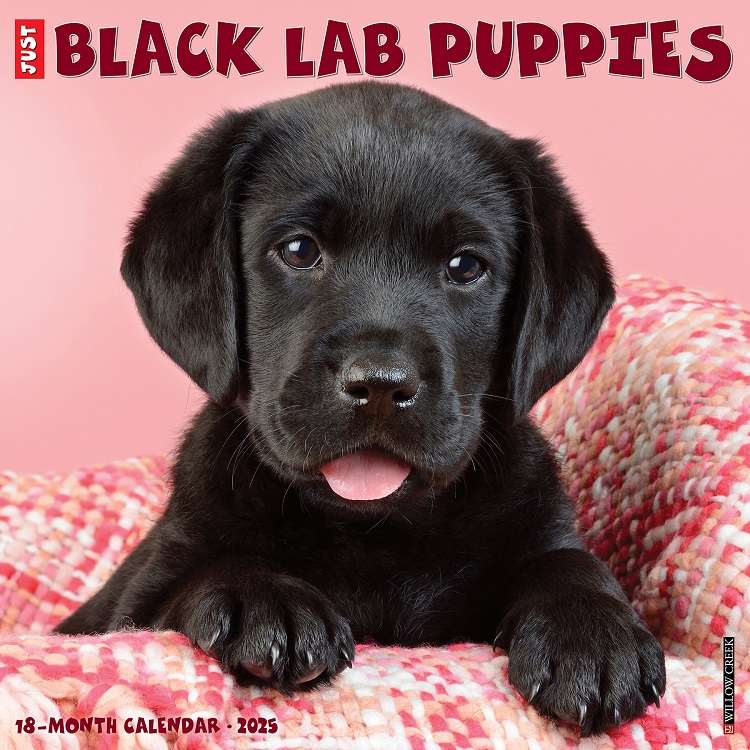 Just Black Lab Puppies - 2025 Wall Calendar