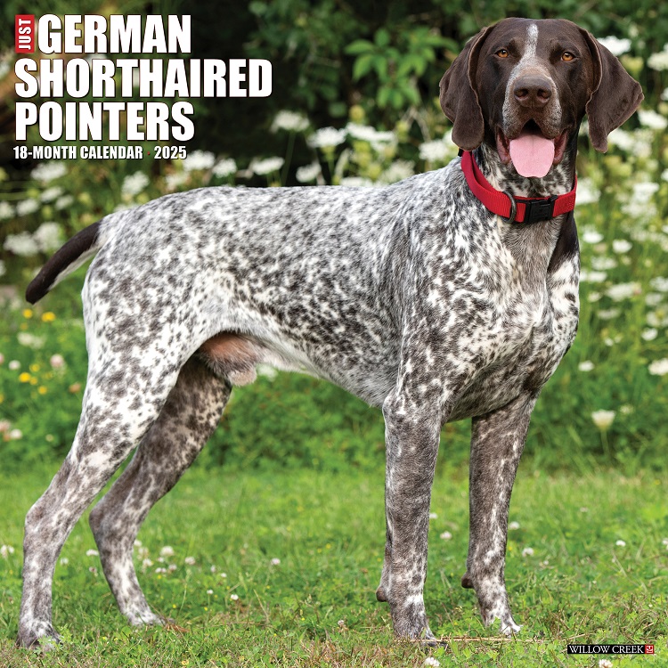 Just German Shorthaired Pointers - 2025 Wall Calendar