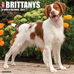 Just Brittanys - 2025 Wall Calendar